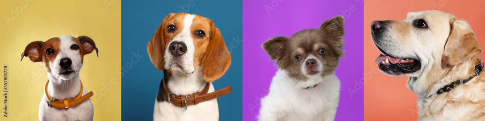 Collage with photos of cute dogs in collars on different color backgrounds. Banner design