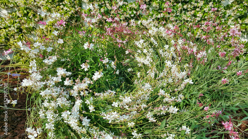 Obraz na płótnie A lot of creeping low bushes with flowers w salonie