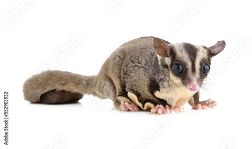 Photography Sugar Glider on transparent png