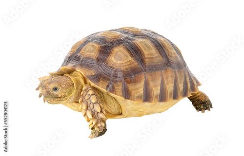 turtle on transparent png