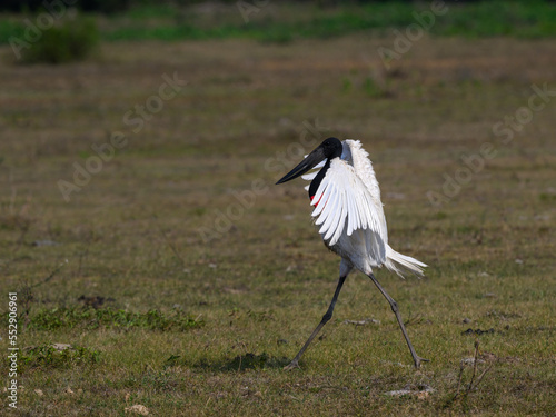 Jabiru with open wings walking in savannah grassland of Brazil