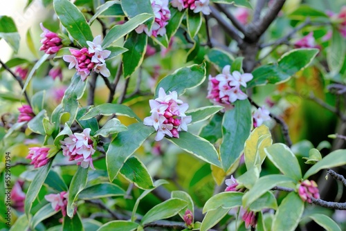 bud of Winter Daphne ,Daphne odora	
