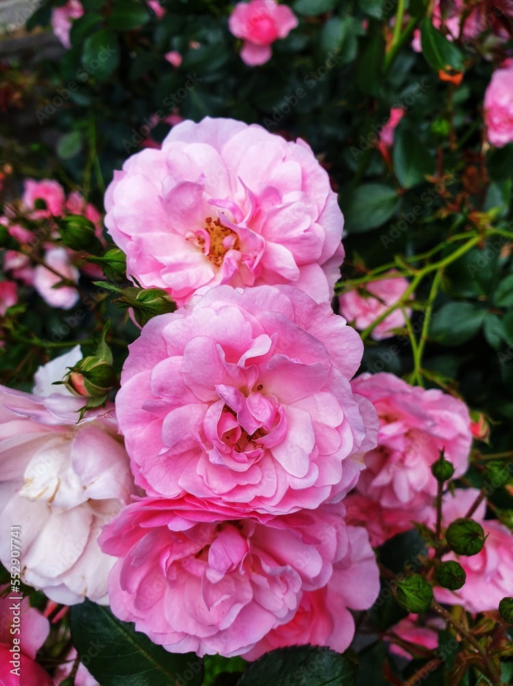 Pink roses plant with blur bush background, gardening photography Pink roses plant with blur bush background, gardening photography