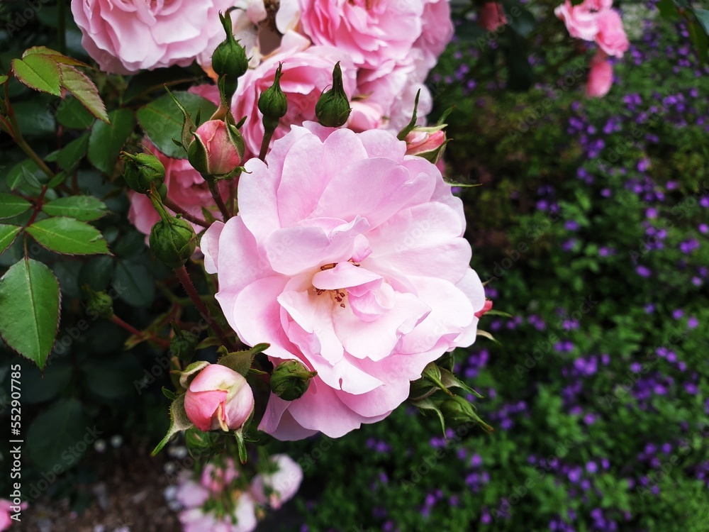 Pink roses plant with blur bush background, gardening photography