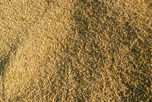 Overhead view of unhulled rice photo