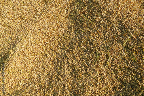 Overhead view of unhulled rice