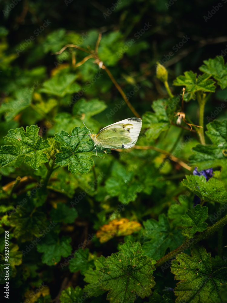 butterfly on a leaf butterfly on a leaf