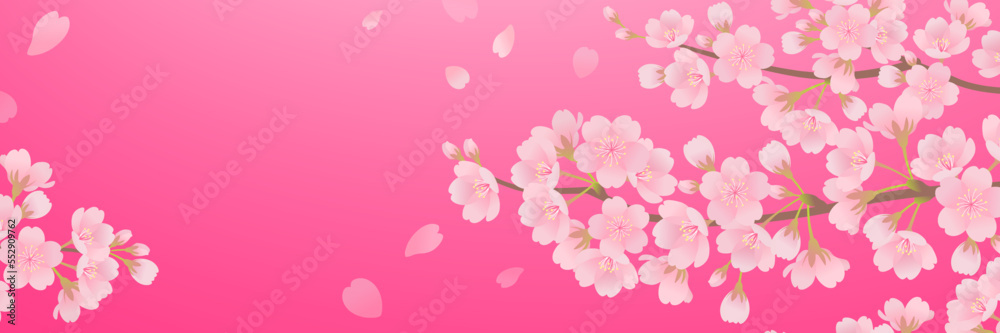 美しい桜の背景フレーム素材（3：1）_ベクターイラスト