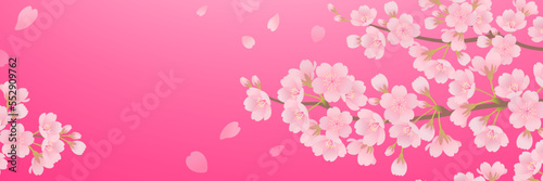 美しい桜の背景フレーム素材（3：1）_ベクターイラスト