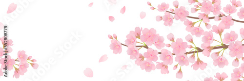 Áæé„Åó„ÅÑÊ°ú„ÅÆËÉåÊôØ„Éï„É¨„Éº„É†Á¥†ÊùêÔºà3Ôºö1Ôºâ_„Éô„ÇØ„Çø„Éº„Ç§„É©„Çπ„Éà