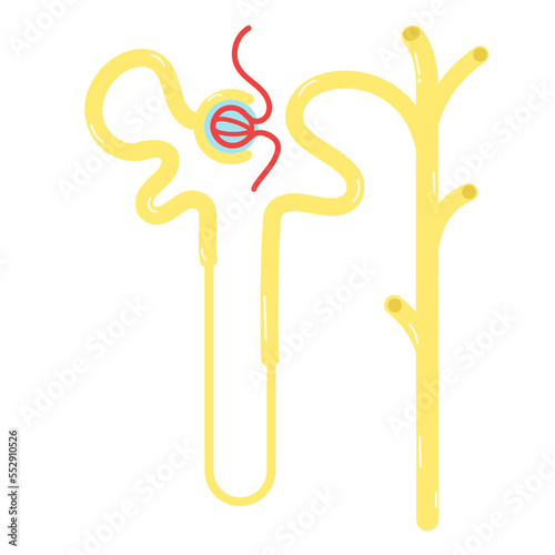 Nephrons are the subunits of the kidneys.