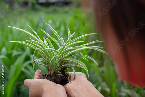 hands holding plant
