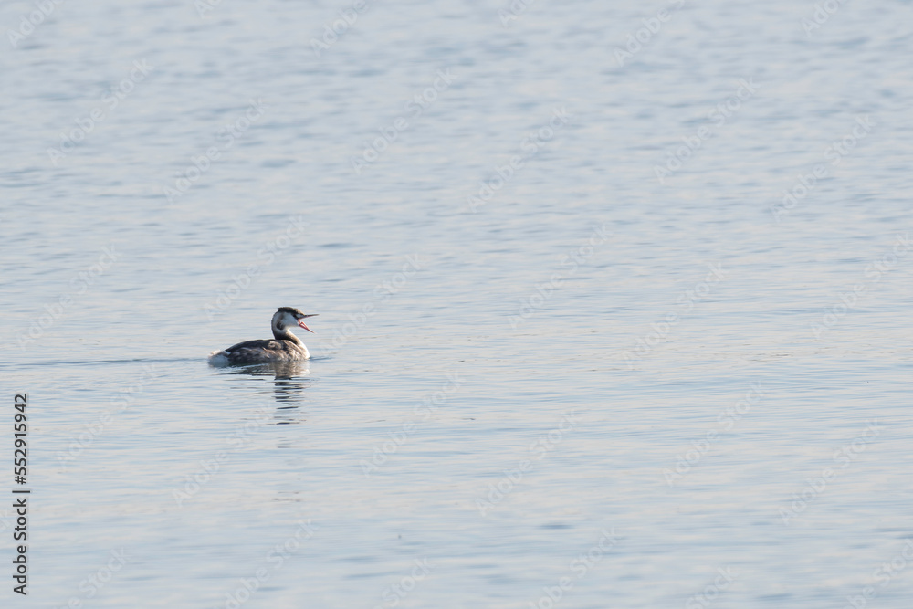 Great crested grebe shouting on sea Great crested grebe shouting on sea