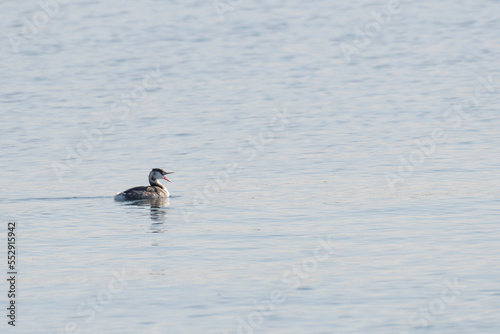 Great crested grebe shouting on sea © 雅文 大石