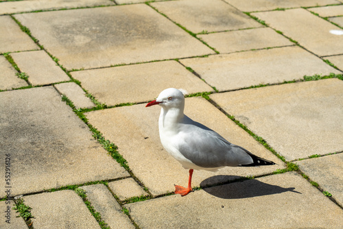 Silver gull (chroicocephalus novaehollandiae or larus novaehollandiae) standing on one leg  photo