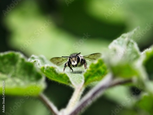 Hermit bee resting, bee staring at the camera, perched on a grape leaf.     © Fernando