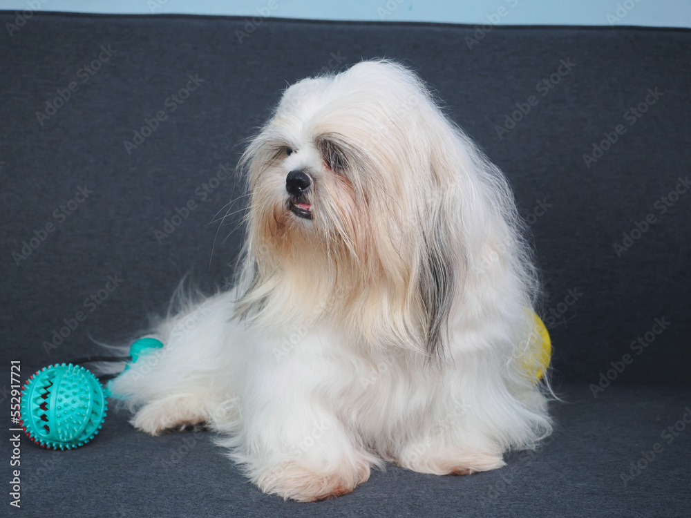 Fluffy white Shih Tzu dog on the sofa at home. Fluffy white Shih Tzu dog on the sofa at home.