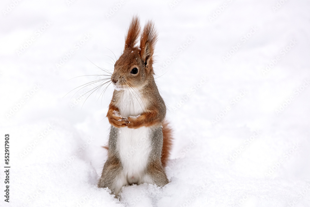 young red squirrel standing in white snow and looking to the left young red squirrel standing in white snow and looking to the left