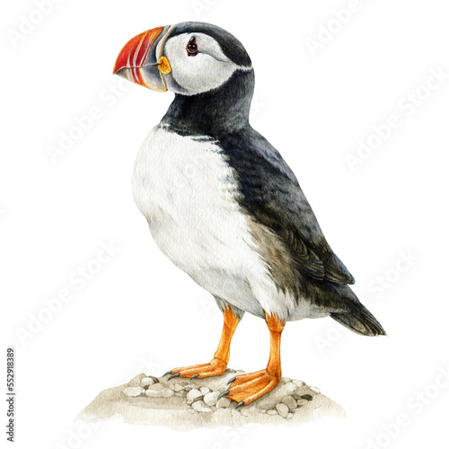 Puffin bird watercolor illustration. Hand drawn Atlantic wildlife marine wildlife animal. Puffin realistic illustration element. Famous northern fuzzy bird with bright colorful beak. photo