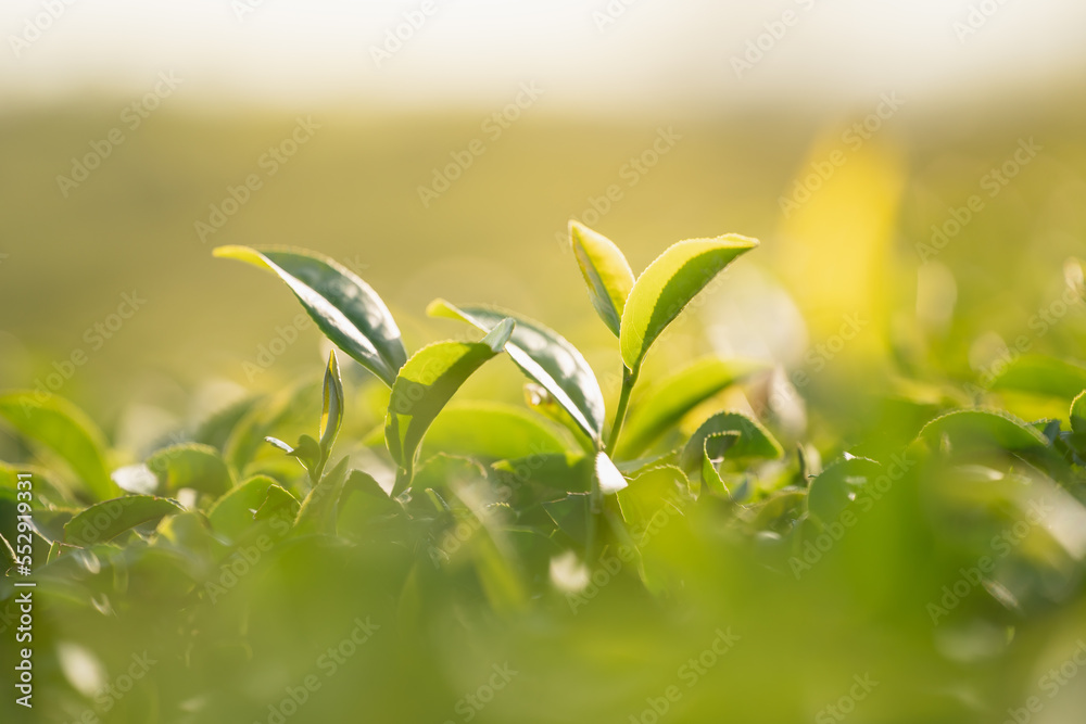 Green tea leaf plantation organic farm in morning, blurred background. Fresh green tea leaves