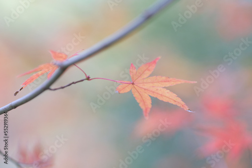 晩秋の里山。まだ色づく紅葉が残り冬の訪れを待つ。背景をぼかして葉を浮き上がらせて撮影