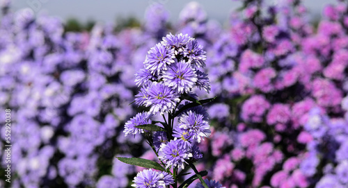 Purple flower in the garden.