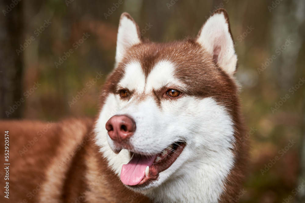 Siberian Husky dog portrait with brown eyes and brown white color, cute  sled dog breed. Friendly husky dog portrait outdoor forest background,  walking with beautiful adult pet, favorite breed of dog Stock-foto