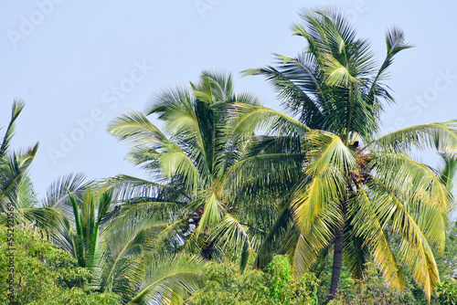Coconut tree on the nature background