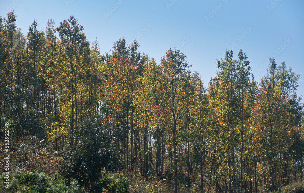 Shorea robusta, the sal/shaal tree forest in Purulia, West Bengal. Sal is a deciduous tree native to Indian subcontinent and it is one of the most important source of hardwood timbers in India.