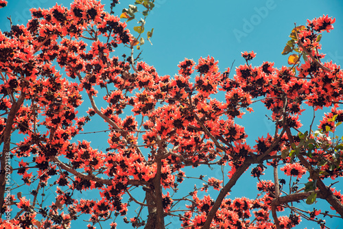 Vibrant red flowers of Butea monosperma (popularly known as 'palash'), a deciduous tree native to Indian subcontinent. Shot at Purulia district in West Bengal during advent of spring season. photo