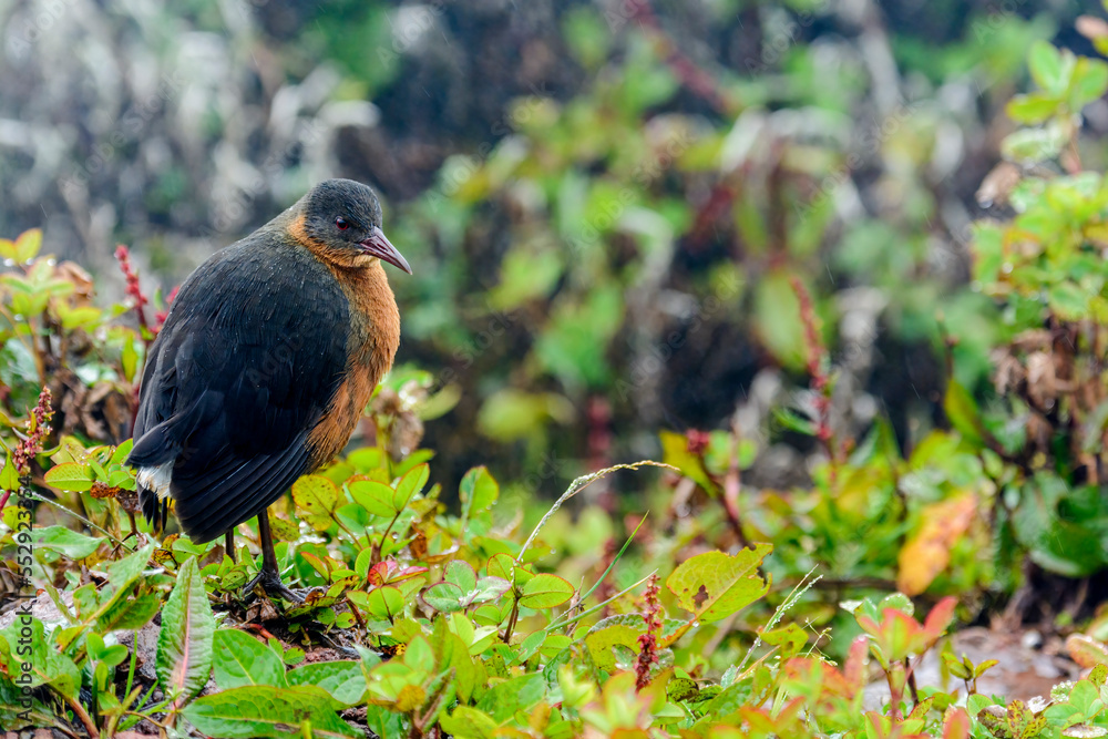Rouget's rail (Rougetius rougetii). Bale Mountains National Park. Ethiopia. Rouget's rail (Rougetius rougetii). Bale Mountains National Park. Ethiopia.
