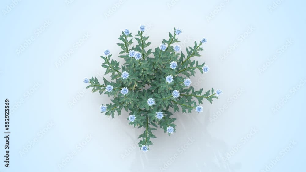 Pisacan plant growing from a small plant to an adult. 3d rendering with alpha channel. Camera from a high angle Pisacan plant growing from a small plant to an adult. 3d rendering with alpha channel. Camera from a high angle