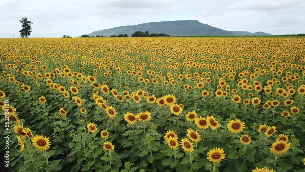 Aerial beautiful sunflower field. Popular tourist attractions of Lop buri province. flower field on winter season Aerial beautiful sunflower field. Popular tourist attractions of Lop buri province. flower field on winter season