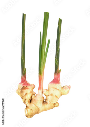 fresh ginger on transparen png.