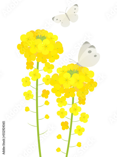 菜の花とモンシロチョウ_ベクターイラスト