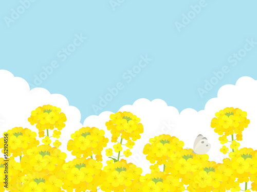 菜の花の咲く風景_背景フレーム_ベクターイラスト