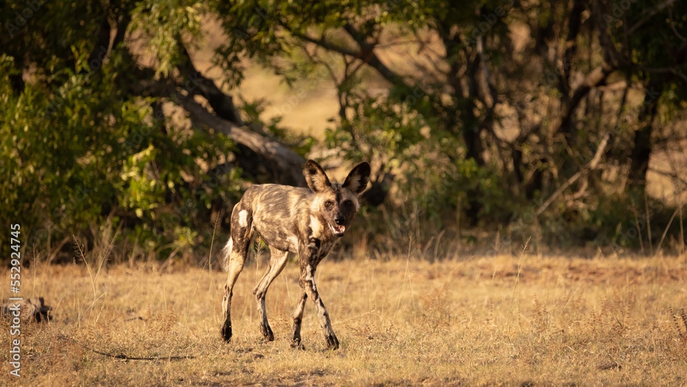 Naklejka premium African wild dog photographed during the golden hour