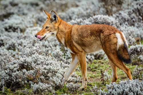 Ethiopian wolf (Canis simensis) also known as Abyssinian wolf, Simien wolf, Simien jackal, Ethiopian jackal, red fox, red jackal. Bale Mountains National Park. Ethiopia. photo