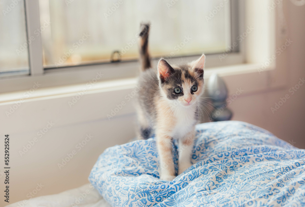 Playful young Fluffy Calico Kitten Playing on a bed