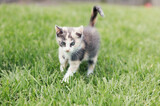 Cute Small Young Calico Kitten on Grass in Back yard outdoors Exploring