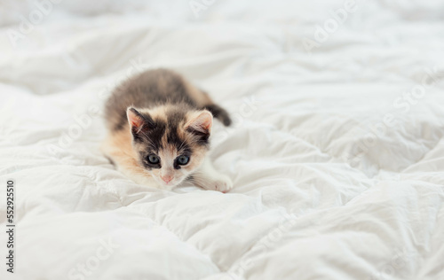 Fototapeta Naklejka Na Ścianę i Meble -  Playful young Fluffy Calico Kitten Playing on a bed
