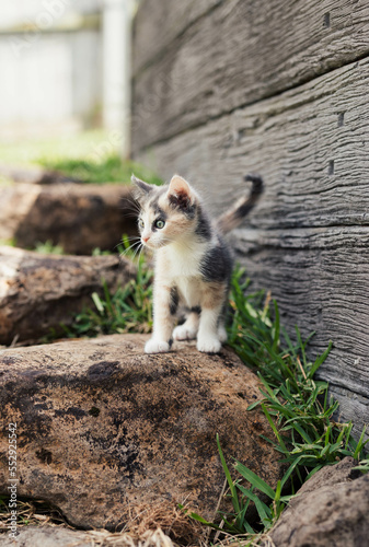 Small Young Calico Kitten Exploring Outdoors Backyard on Garden Rocks