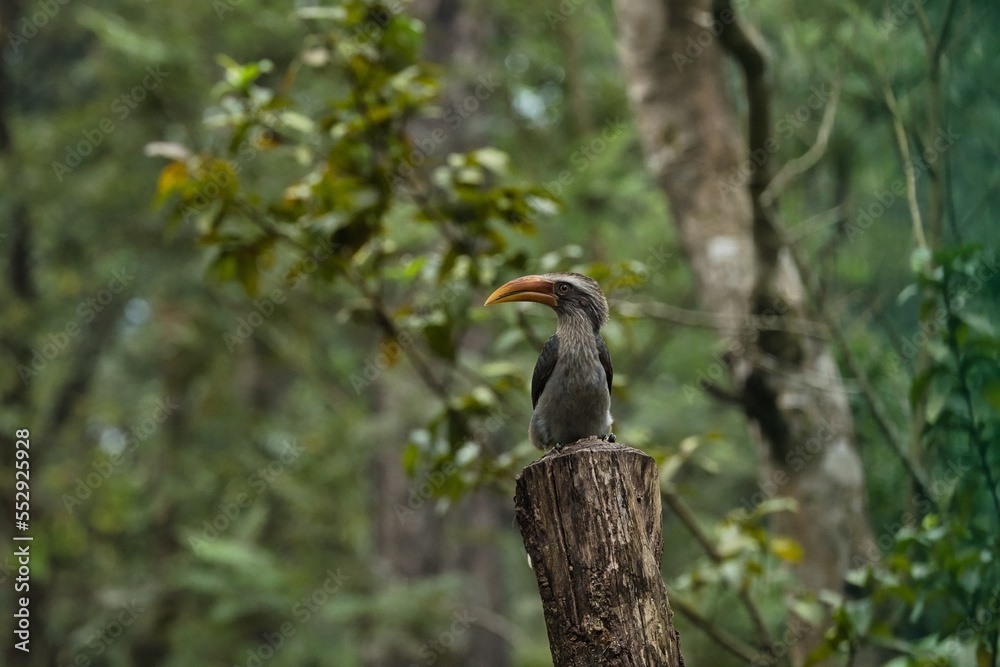 Obraz premium Most Beautiful Malabar grey hornbill having fruits with beautiful background at Coorg,Karnataka,India 