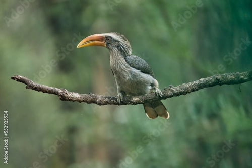 Most Beautiful Malabar grey hornbill having fruits with beautiful background at Coorg,Karnataka,India
