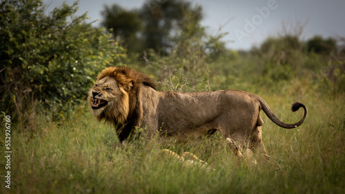 Mature black mane lion in green grass