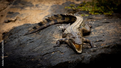 a Nile crocodile warming up on a rock