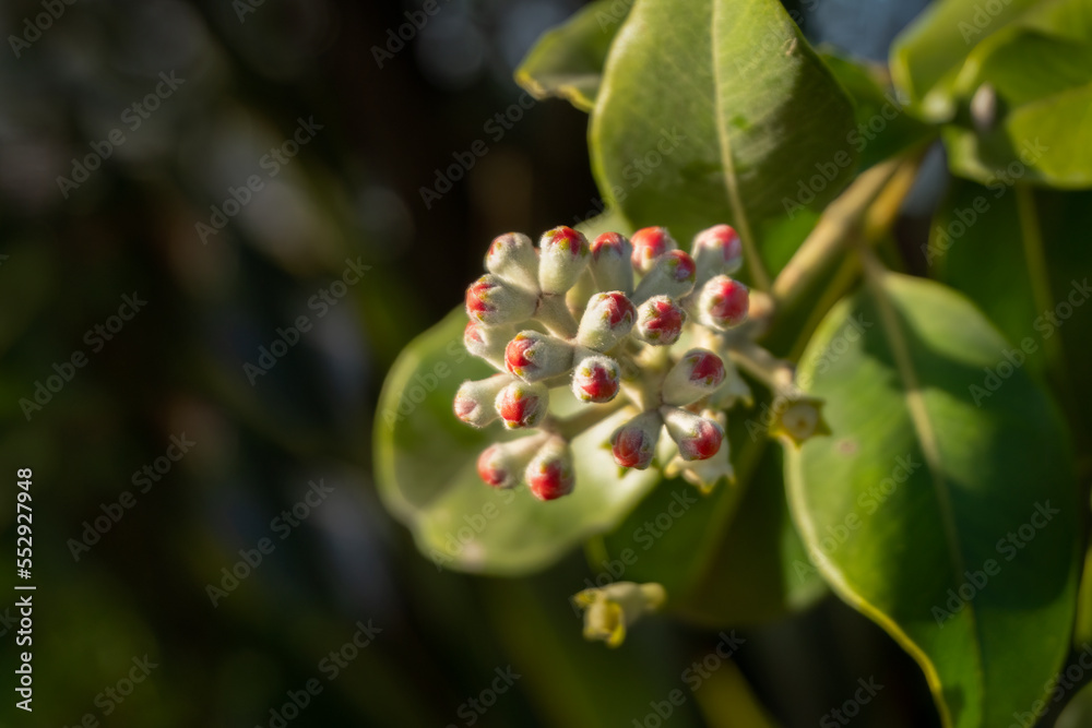Pohutukawa flower buds starting to open on sunny summer day. New Zealand Christmas tree. Pohutukawa flower buds starting to open on sunny summer day. New Zealand Christmas tree.