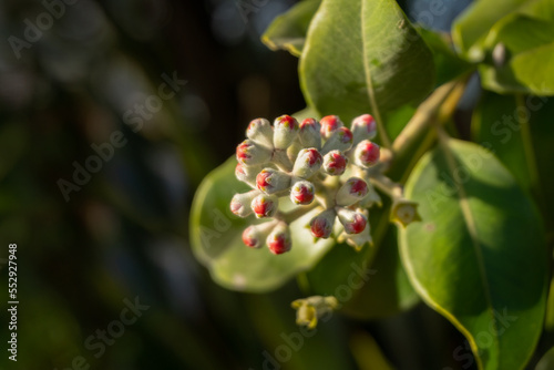 Pohutukawa flower buds starting to open on sunny summer day. New Zealand Christmas tree.