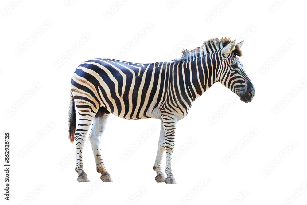Fototapeta premium Zebra isolated on transparent background.