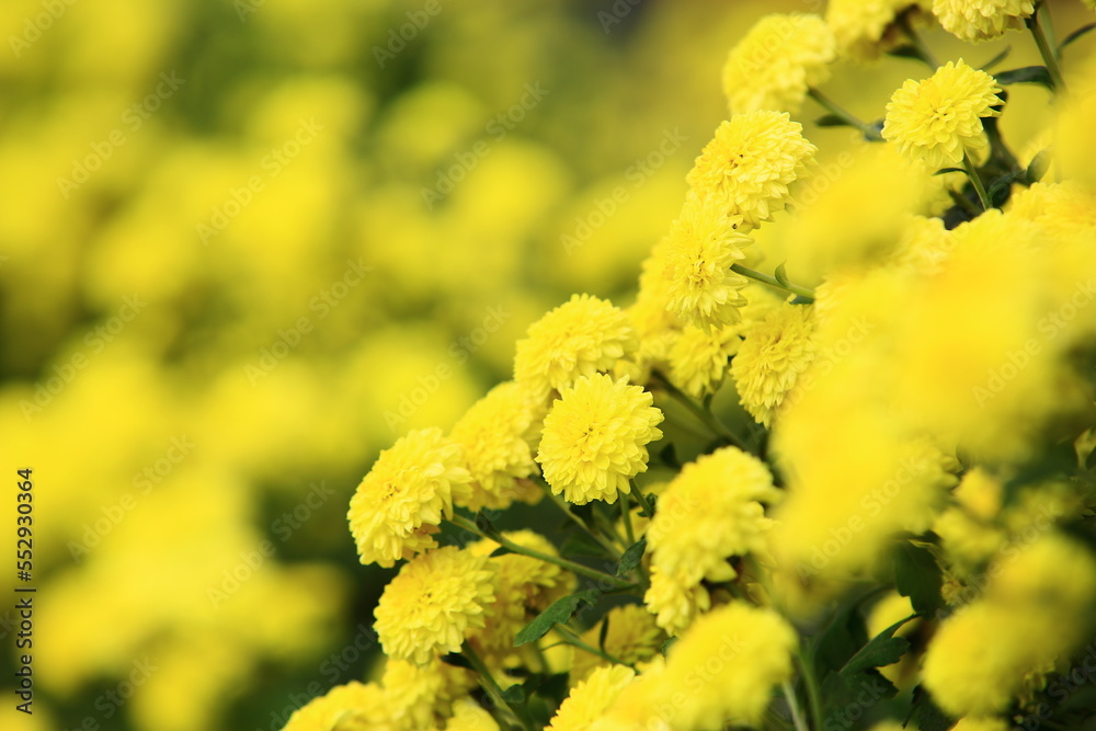 Florist's daisy,Chrysanthemum flowers,many beautiful yellow Chrysanthemum flowers blooming in the plantation in autumn
